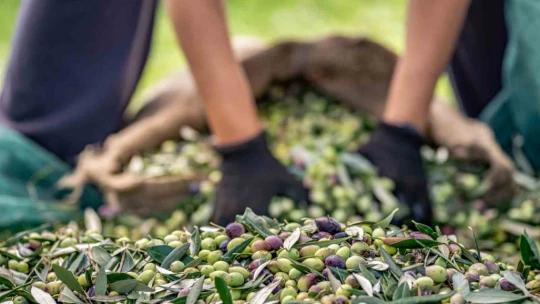 Sofralık zeytin ihracatı 128 milyon dolardan 162 milyon dolara yükseldi
