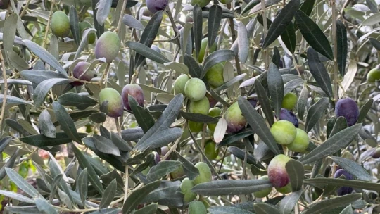 Sofralık zeytin ihracatı 128 milyon dolardan 162 milyon dolara yükseldi