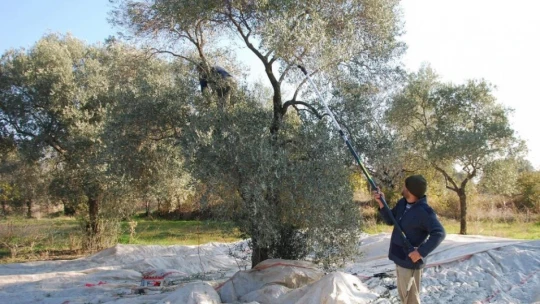 Sofralık zeytin ihracatı 128 milyon dolardan 162 milyon dolara yükseldi