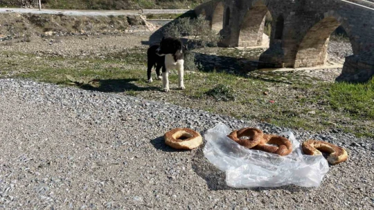 Sokak hayvanları için yollara bırakılan yiyecekler sağlığı tehdit ediyor
