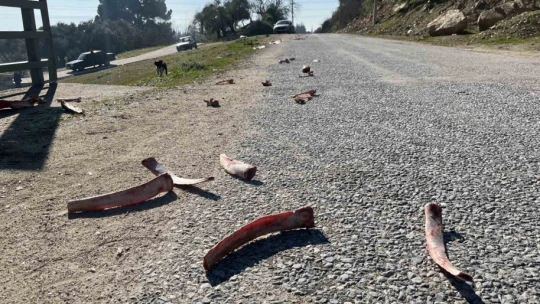 Sokak hayvanları için yollara bırakılan yiyecekler sağlığı tehdit ediyor