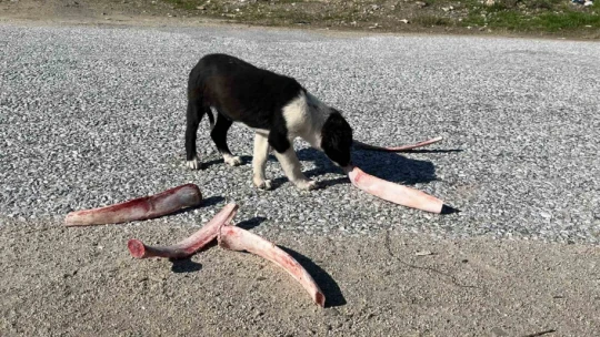 Sokak hayvanları için yollara bırakılan yiyecekler sağlığı tehdit ediyor