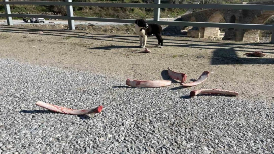 Sokak hayvanları için yollara bırakılan yiyecekler sağlığı tehdit ediyor