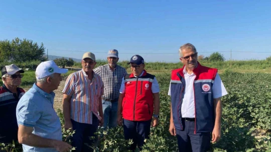 Söke, Aydın'ın pamuk başkenti olmaya devam ediyor
