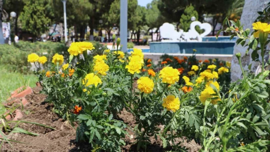 Söke Belediyesi ilçeyi çiçeklerle donatıyor