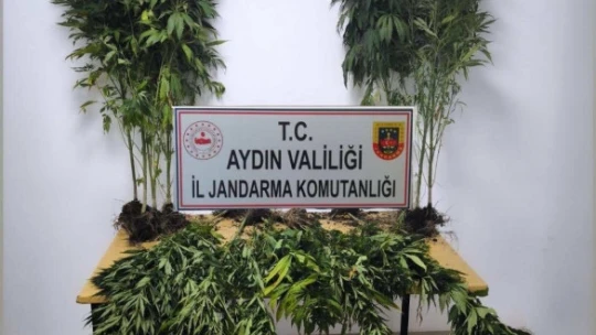 Söke'de 18 kök hint keneviri ele geçirildi