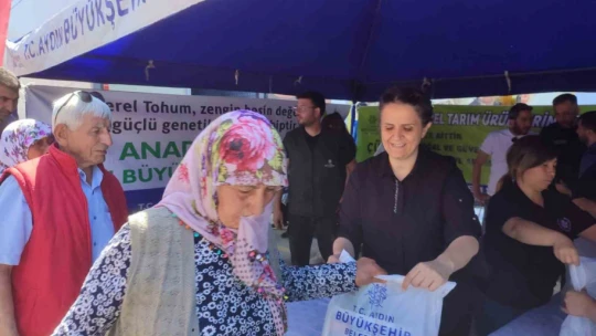 Söke'de 40 bin ata tohumu fidesi dağıtıldı