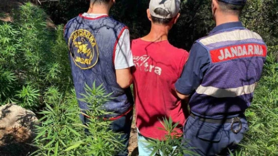 Söke'de 495 kök kenevir ele geçirildi