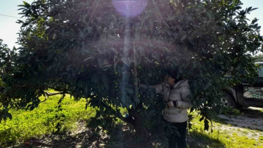 Söke'de Akdeniz meyve sineği tuzak kontrolleri yapıldı