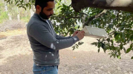Söke'de Akdeniz meyve sineği tuzak kontrolleri yapıldı