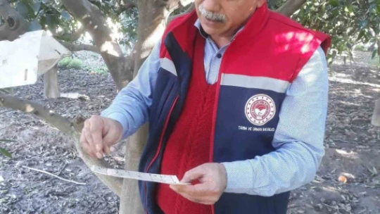 Söke'de Akdeniz meyve sineğinde artış gözlemlenmedi