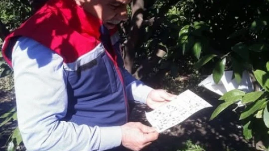 Söke'de Akdeniz meyve sineğinde artış gözlemlenmedi