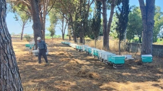 Söke'de arı kolonileri denetlendi