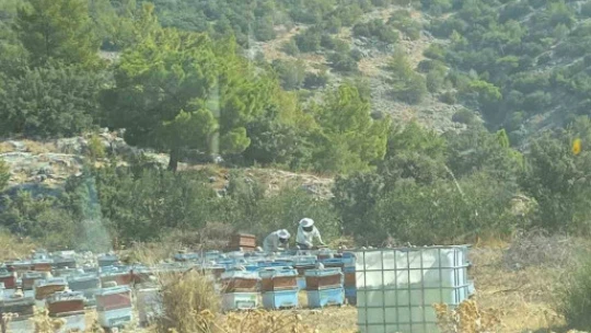 Söke'de arı konaklatma yerleri denetimleri sürüyor