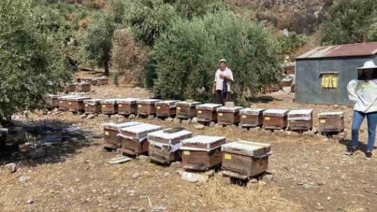 Söke'de arı konaklatma yerleri denetimleri sürüyor