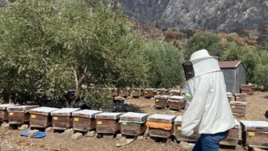 Söke'de arı konaklatma yerleri denetimleri sürüyor