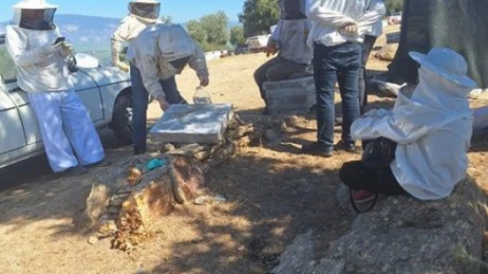 Söke'de Arıcılık Kursu'nda bal sağımı eğitim verildi