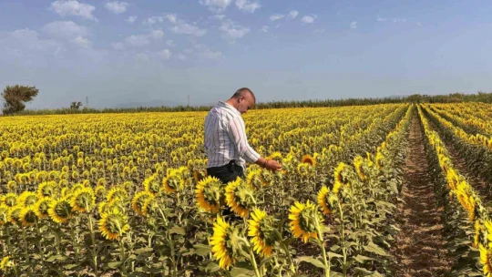 Söke'de ayçiçeği tarlaları taranıyor