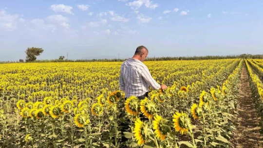 Söke'de ayçiçeği tarlaları taranıyor