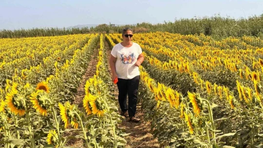 Söke'de ayçiçeği tarlaları taranıyor