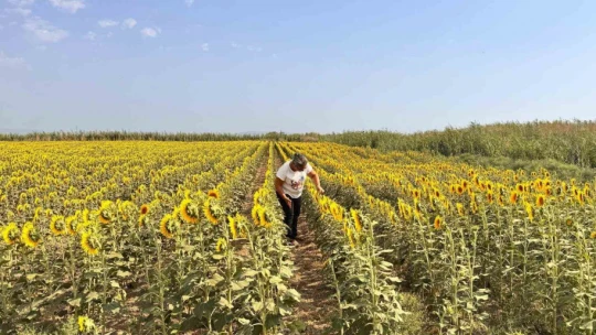 Söke'de ayçiçeği tarlaları taranıyor