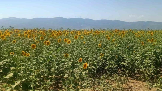 Söke'de ayçiçeği ve pamuk tarlaları incelendi