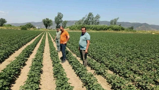 Söke'de ayçiçeği ve pamuk tarlaları incelendi