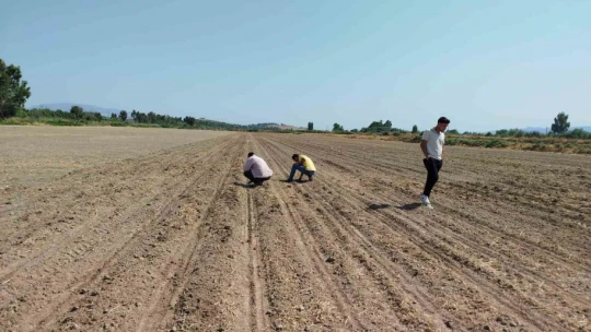Söke'de ayçiçeği ve pamuk tarlaları incelendi