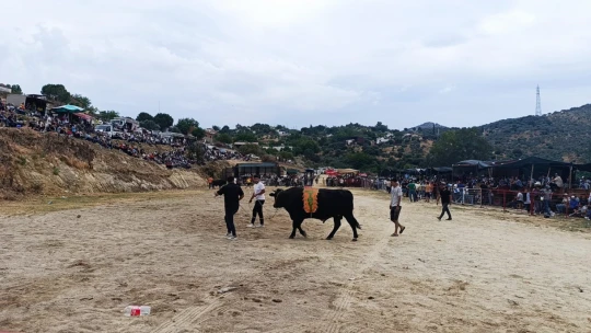 Söke'de boğa güreşi heyecanı