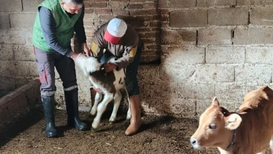 Söke'de büyükbaş hayvanların aşılanması devam ediyor