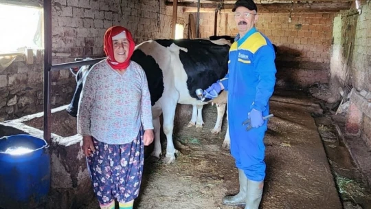 Söke'de büyükbaş hayvanların aşılanması devam ediyor