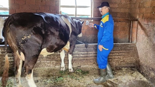 Söke'de büyükbaş hayvanların aşılanması devam ediyor