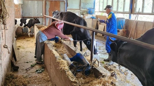 Söke'de büyükbaş hayvanların aşılanması devam ediyor