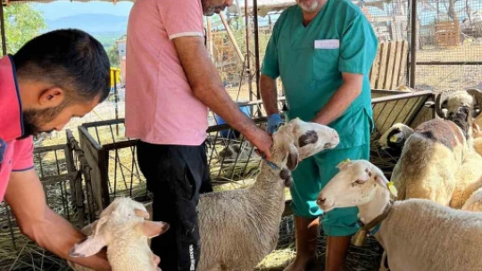 Söke'de büyükbaş hayvanların aşılanması devam ediyor