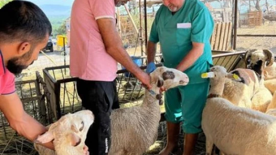 Söke'de büyükbaş hayvanların aşılanması devam ediyor