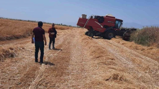 Söke'de dane kaybının önlenmesi için kontroller devam ediyor