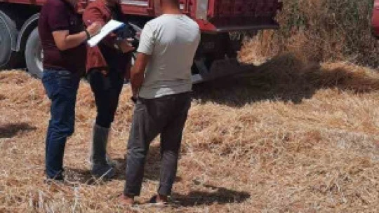 Söke'de dane kaybının önlenmesi için kontroller devam ediyor