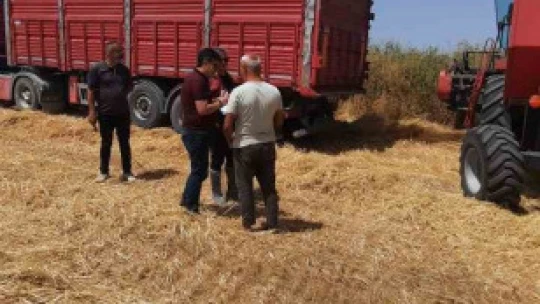 Söke'de dane kaybının önlenmesi için kontroller devam ediyor