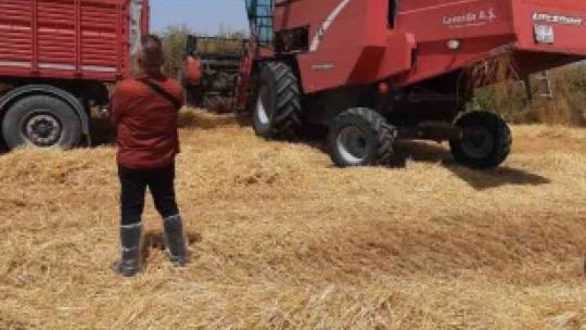 Söke'de dane kaybının önlenmesi için kontroller devam ediyor