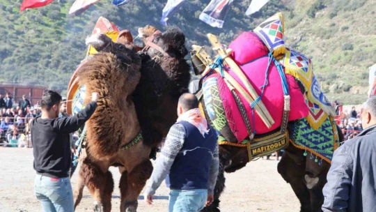 Söke'de Deve Güreşi Festivali renkli geçti