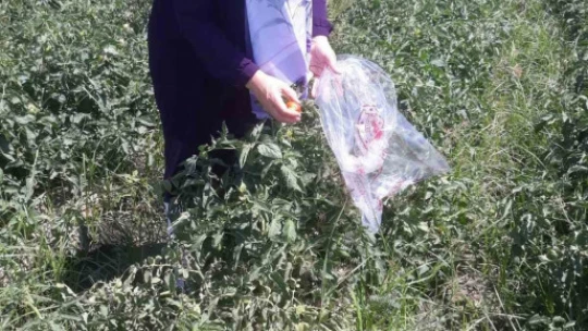 Söke'de hasat öncesi pestisit kontrolü yapıldı