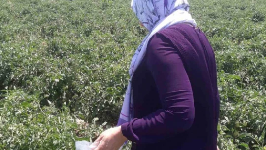 Söke'de hasat öncesi pestisit kontrolü yapıldı