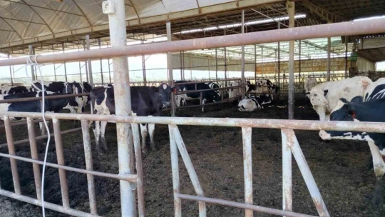 Söke'de hastalıktan ari işletmeler denetlendi