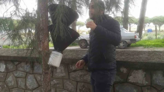 Söke'de kırmızı palmiye böceği tuzakları sayıldı