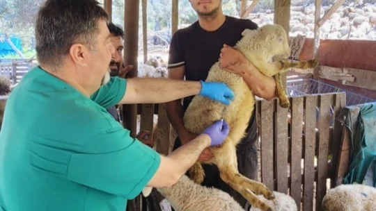 Söke'de küçükbaş hayvanlar aşılandı
