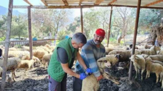Söke'de küçükbaş hayvanlar aşılandı