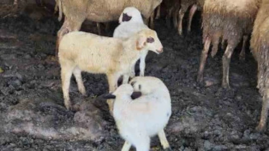 Söke'de küçükbaş hayvanlar aşılandı