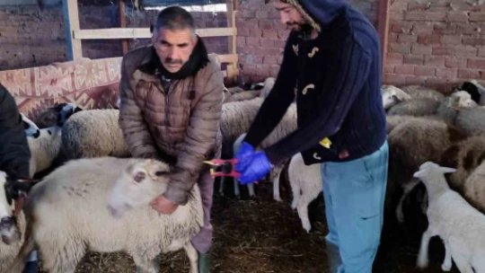 Söke'de küçükbaş hayvanların aşılanması devam ediyor