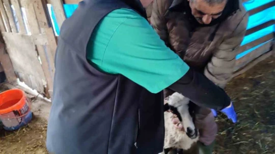 Söke'de küçükbaş hayvanların aşılanması devam ediyor