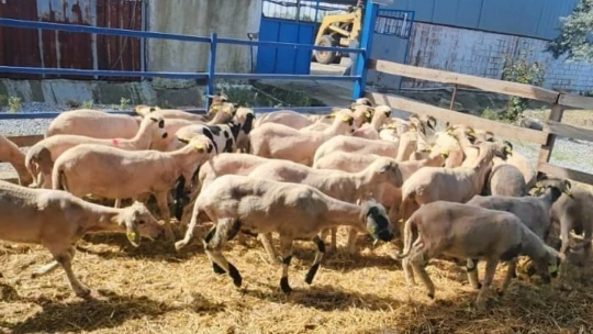 Söke'de kurbanlık koyunlara kulak küpesi uygulaması
